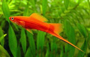 紅劍尾魚|紅劍魚:紅劍魚（Xiphophorus hellerii.var）又稱紅 